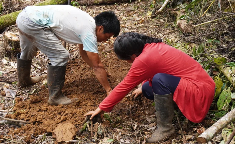 Ajas nua shuar – Agricultura ancestral